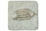 Fossil Crinoid (Macrocrinus) - Crawfordsville, Indiana #291749-1